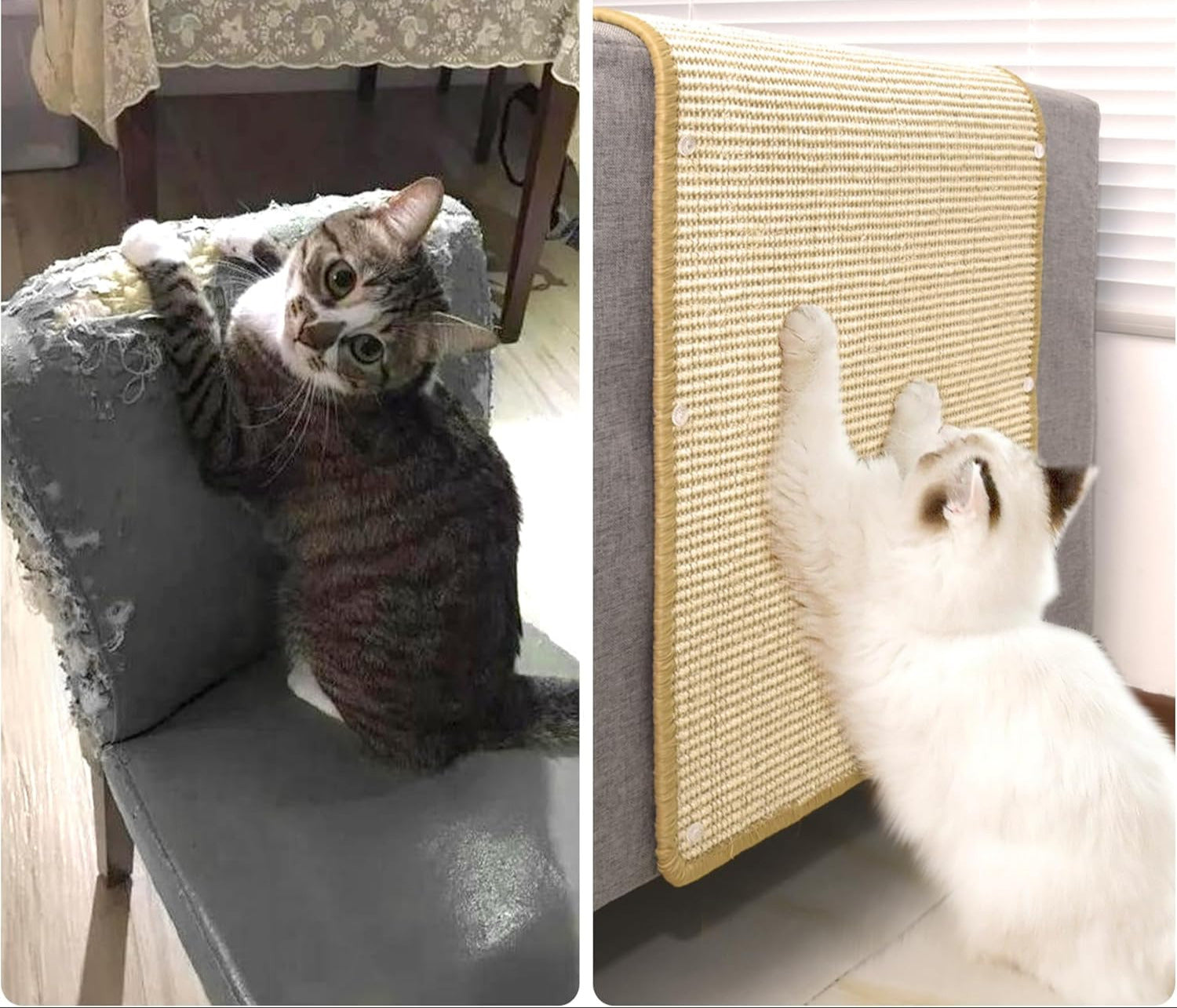 avant et après avec le tapis griffoir pour chat