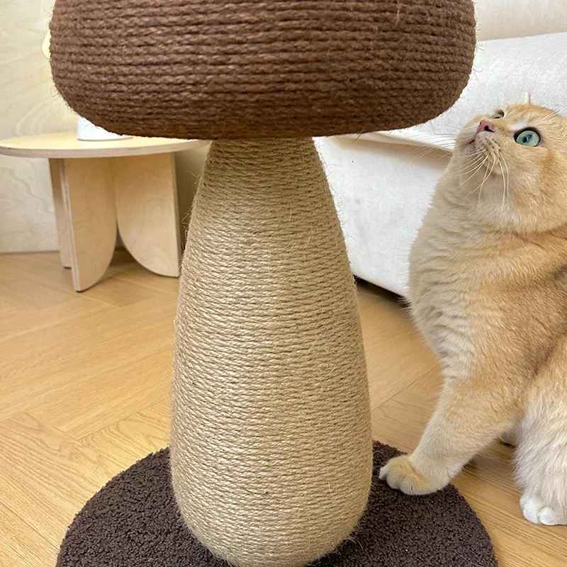 chat assis regarde le griffoir chat