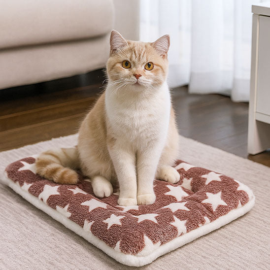 chat beige assis sur tapis de lit pour chat