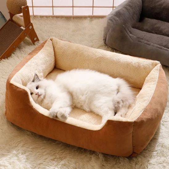 chat blanc dans panier chat brun