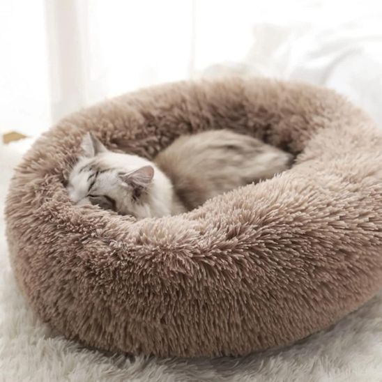 chat blotti dans coussin chat