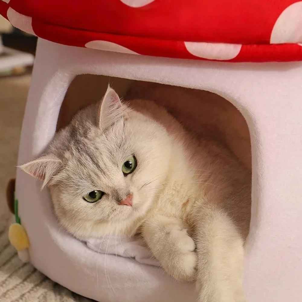 chat à l'entrée de la niche champignon