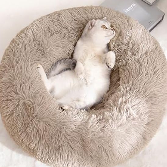 chat etendu dans coussin chat