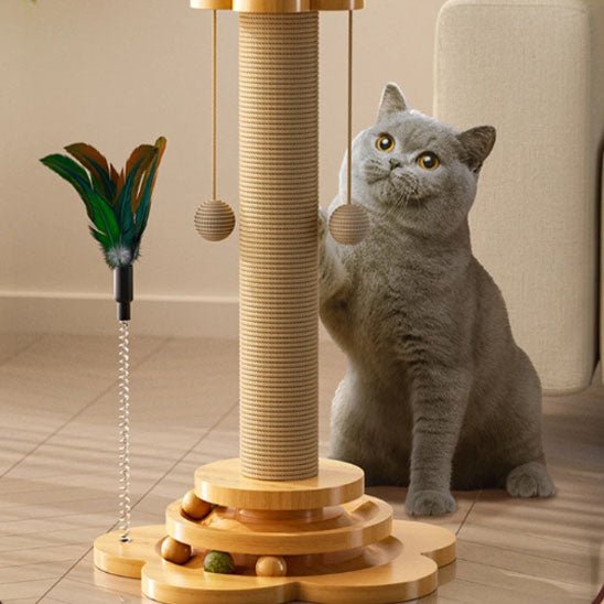 chat gris joue griffoir pour chat