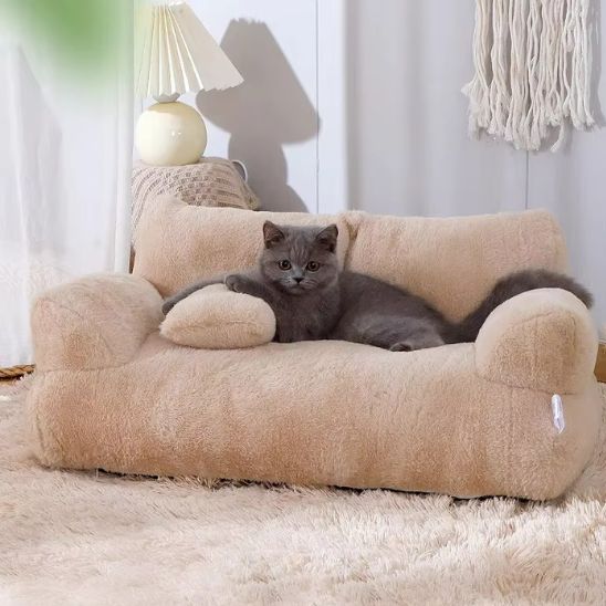 chat gris sur canape chat