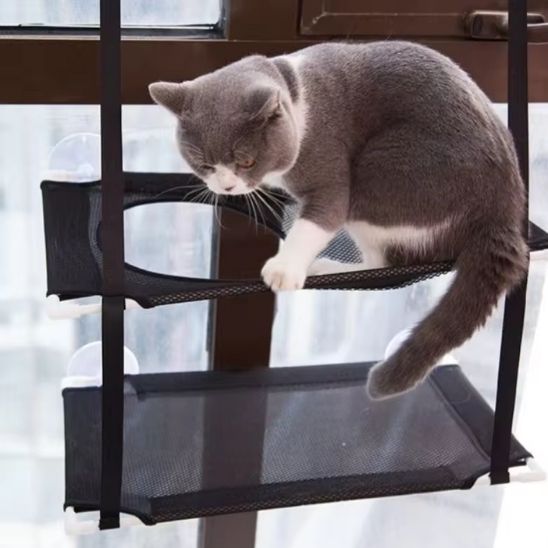 chat sur hamac chat fenetre double