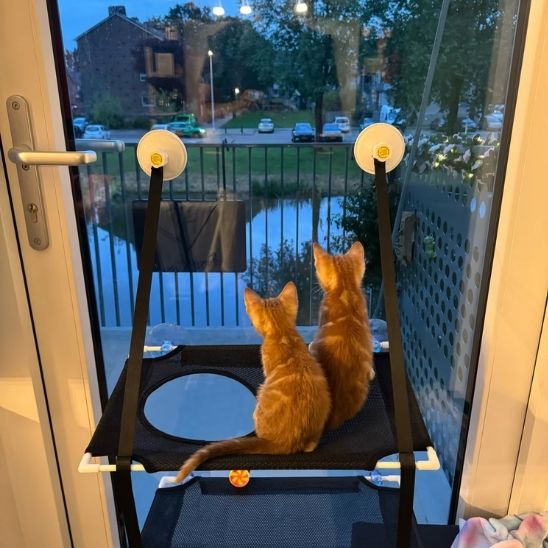 chatons sur hamac chat fenetre double