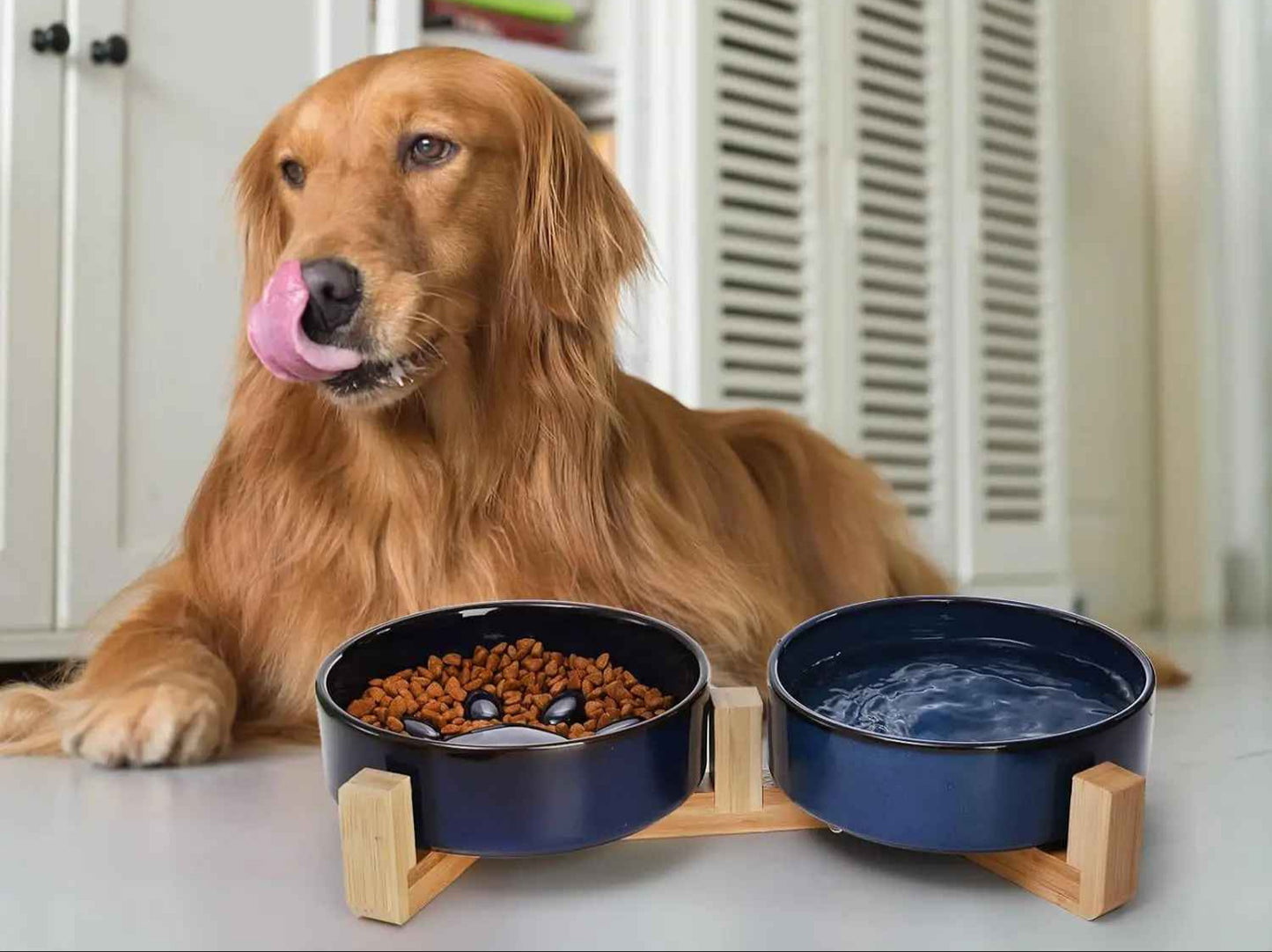 chien devant gamelle anti glouton céramique