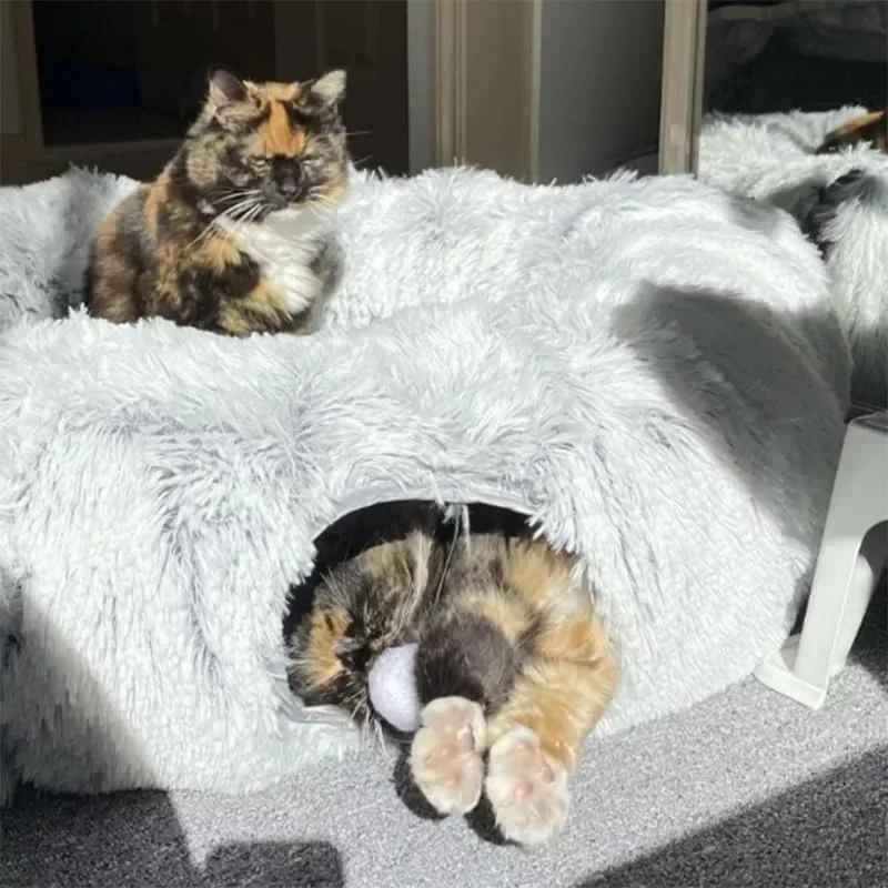 deux chats multicolores sur lit pour chat gris