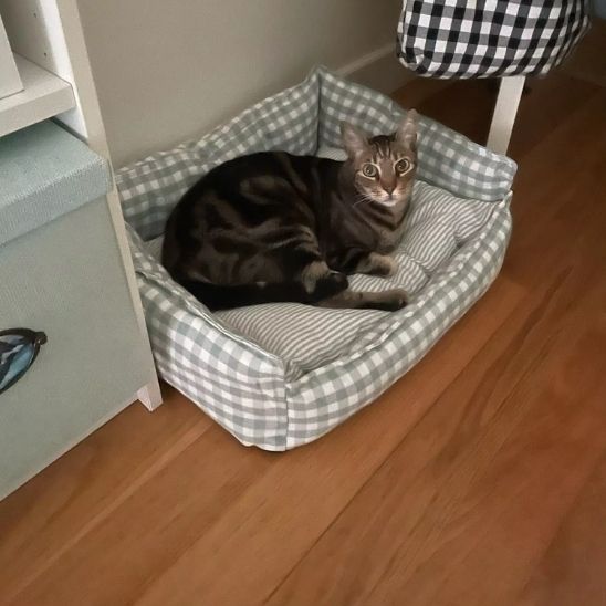 panier chat gris avec chat