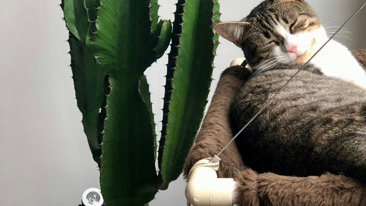 Le premier hamac pour chat : comment faire le bon choix ? - Chat-Mellow