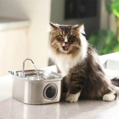 chat assis à côté de la Fontaine a eau chat - Avec Hublot 