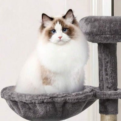 chat blanc assis dans son Hamac chat - Accessoire arbre à chat 