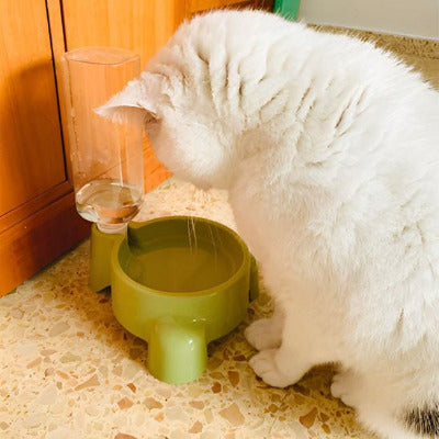 chat blanc devant le distributeur eau chat  de qualité 