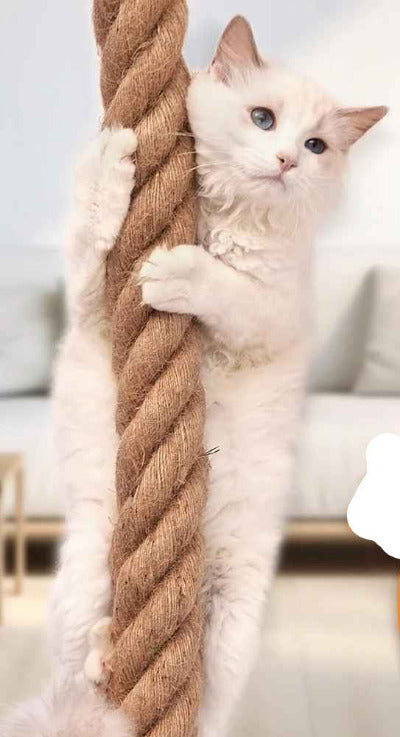 chat blanc grimpe sur le Griffoir pour chat corde murale 