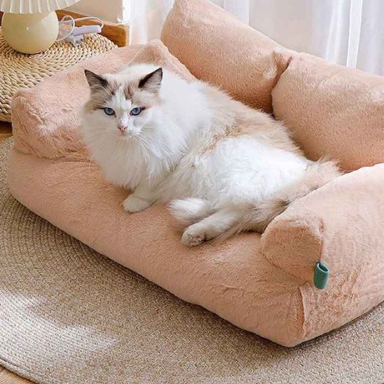 chat blanc sur canape chat