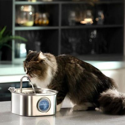 chat boit dans une Fontaine a eau chat - Avec Hublot 