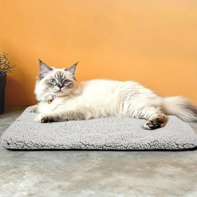 chat couche sur tapis de lit pour chat