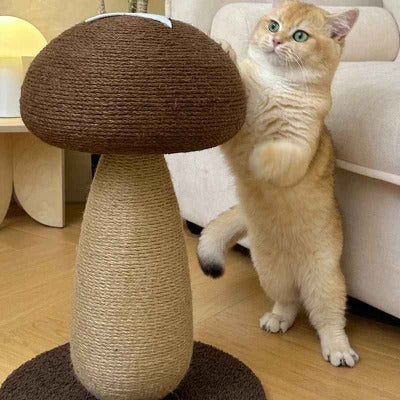 chat debout vers le Griffoir chat, champignon Shiitake 