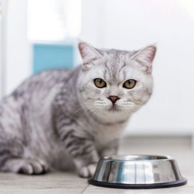 chat devant la Gamelle chat | AntiÉclaboussure - 