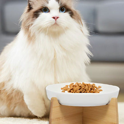 chat assis devant la Gamelle anti glouton chat Céramique Poissons 