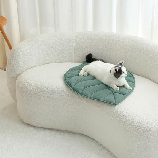 chat et coussin chat sur canape