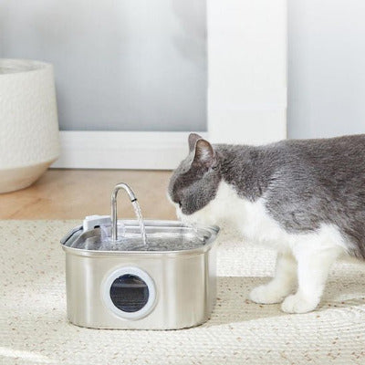 chat gris boit dans la Fontaine a eau chat - Avec Hublot
