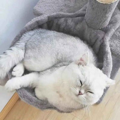 chat gris dort dans son Hamac chat - Accessoire arbre à chat 