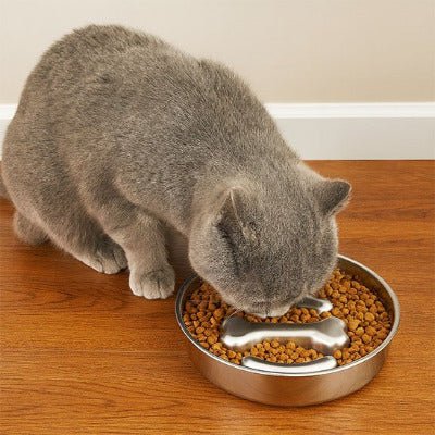 chat gris mange croquettes dans Gamelle anti glouton chat | Slow Eat