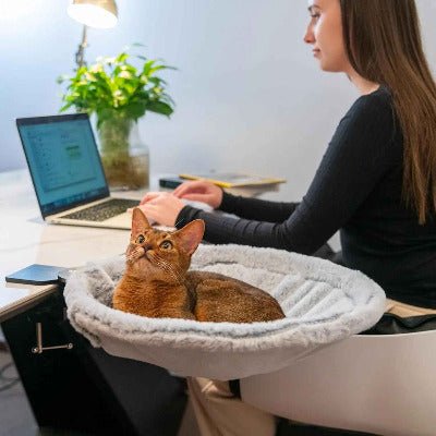 chat installé dans son Hamac chat pour bureau ou table 