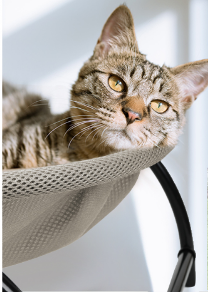 chat se repose hamac chat