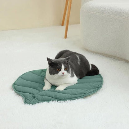 chat sur coussin chat au sol
