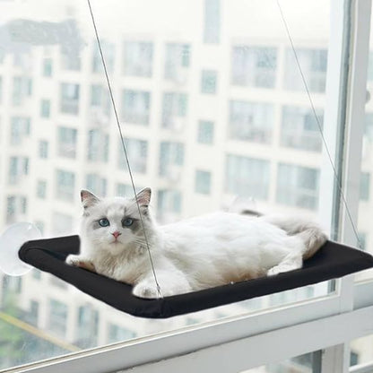 chat sur hamac chat fenetre noir
