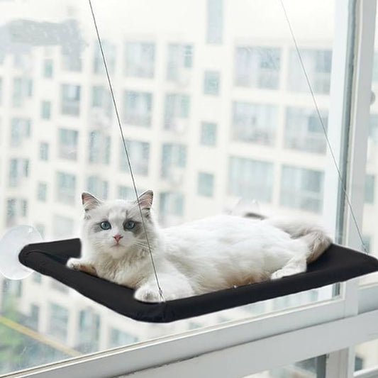 chat sur hamac chat fenetre noir