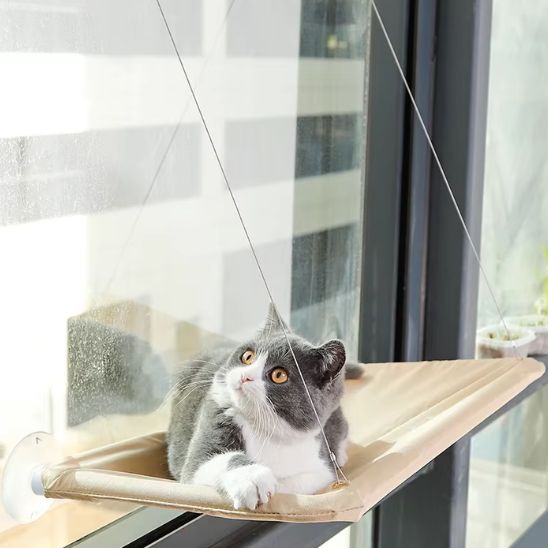 chat sur hamac chat fenetre