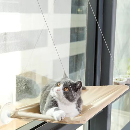 chat sur hamac chat fenetre
