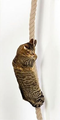 chat tigré grimpe sur le Griffoir pour chat corde murale 