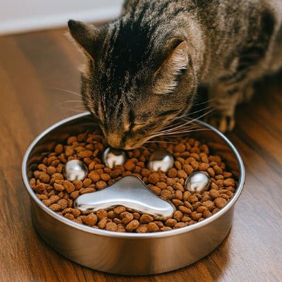 chat tigré mange croquettes dans Gamelle anti glouton chat | Slow Eat 
