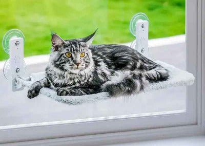 chat tigré couché sur Hamac chat fenêtre ventouse ou mural, perchoir lit pliable 