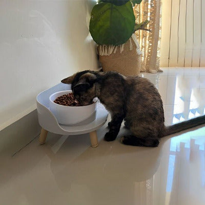chaton tigré mange dans la Gamelle chat surélevée à double bol 