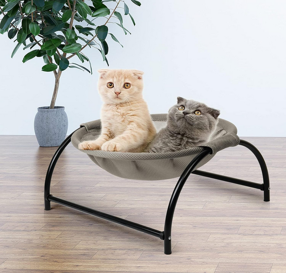 chatons hamac chat