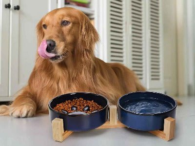chien devant double Gamelle chat anti glouton céramique surélevée 