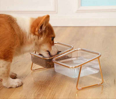chien mange dans la Gamelle chat surélevée  Doré & Transparent 