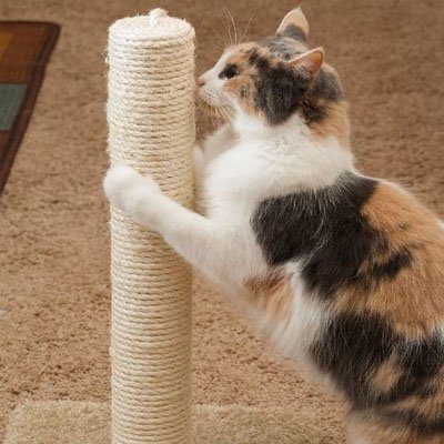 Corde pour arbre à chat et/ou griffoir | Sisal Naturel Premium -poteau