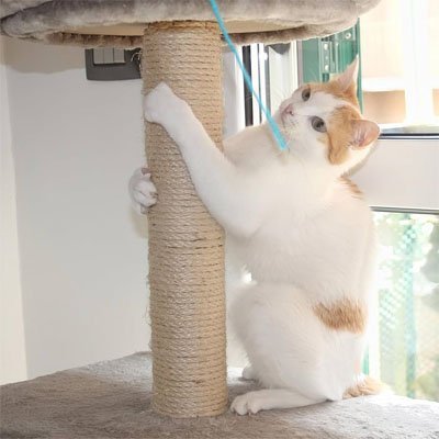 Corde pour arbre à chat et/ou griffoir | Sisal Naturel Premium sur poteau