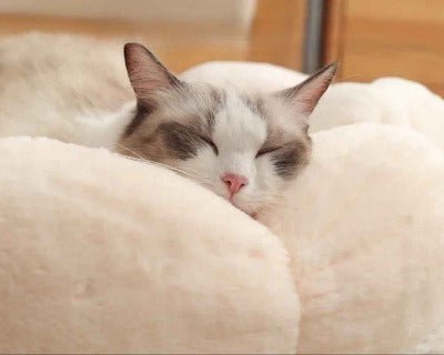 Coussin moelleux chat / Motif floral - Chat - Mellow
