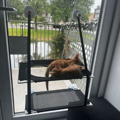 deux chatons dorment sur un hamac fenêtre double