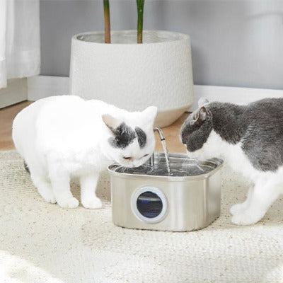 deux chats boivent dans la Fontaine a eau chat - Avec Hublot  