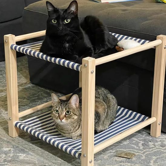 deux chats couches hamac pour chat