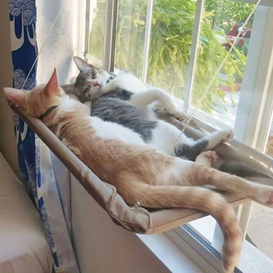 deux chats sur hamac chat fenetre